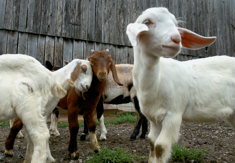 No Kiddin&#39; for Alabama Goat Farmers | Farm Flavor